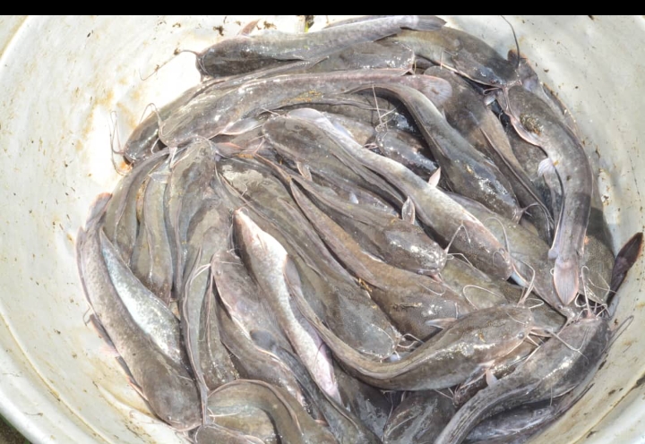 Activités autour du Programme des cantines scolaires à Adjohoun :  L’Epp Lowé Houénoussou dispose de 1000 têtes de poisson Clarias (… et prête à partager ses expériences avec d’autre en matière de pisciculture)