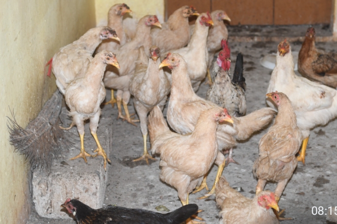Bonne pratique autour du PNASI dans la commune de Zagnanado : L’élevage de la volaille, fruit d’une forte implication communautaire à l’Epp Agonlin-Houégbo